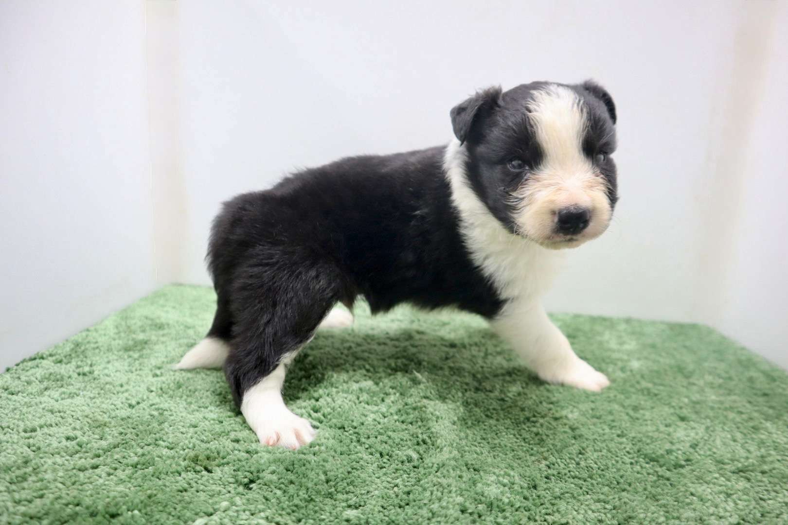 ♂ボーダーコリー　￥264,000(税込)