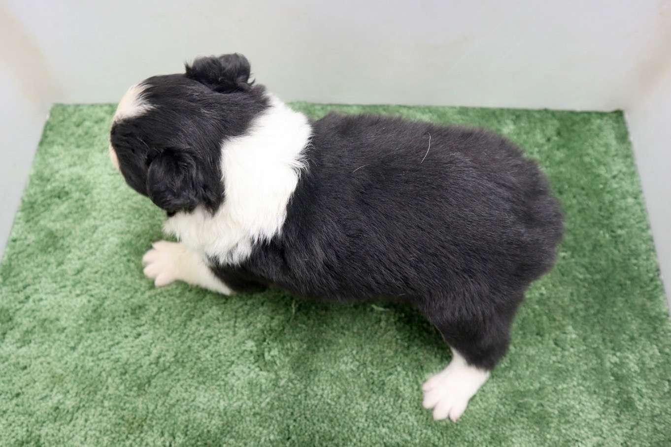 ♂ボーダーコリー　￥264,000(税込)