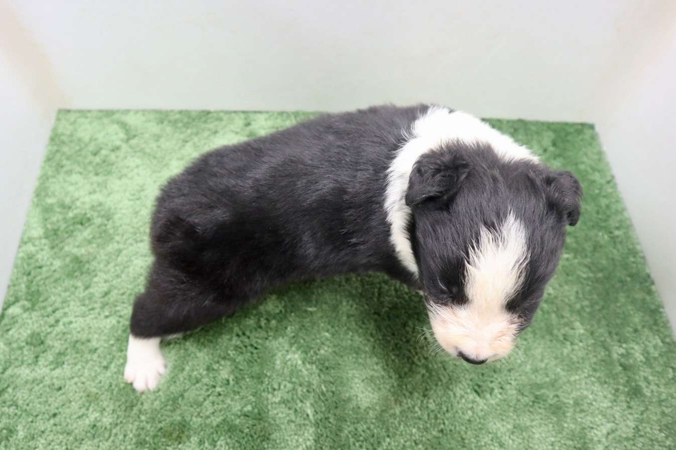 ♂ボーダーコリー　￥264,000(税込)