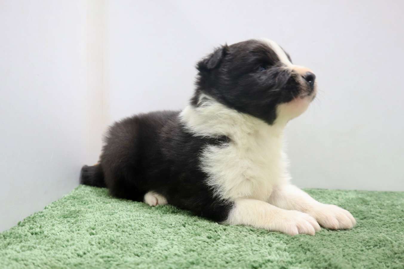 ♂ボーダーコリー　￥264,000(税込)