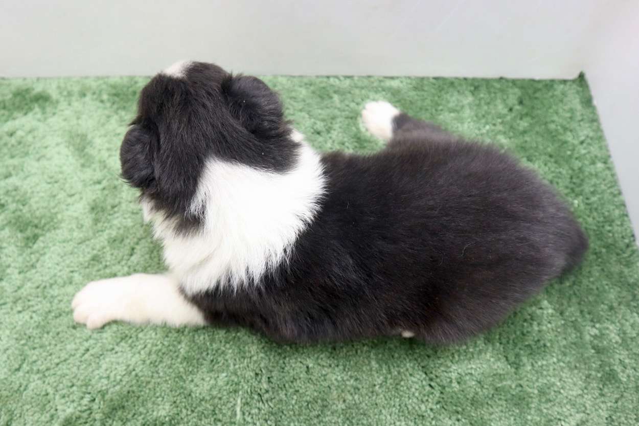 ♂ボーダーコリー　￥264,000(税込)