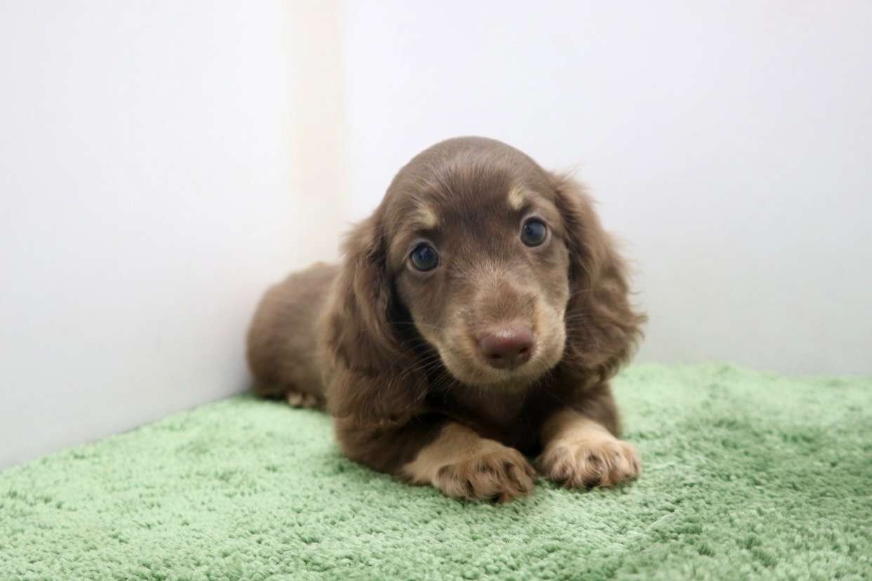 ♀ミニチュアダックスフンド　￥253,000円(税込)