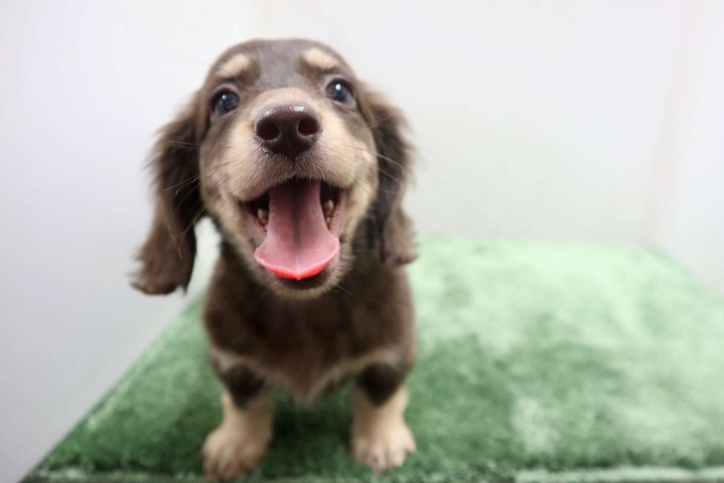ご家族様が決まりました♪