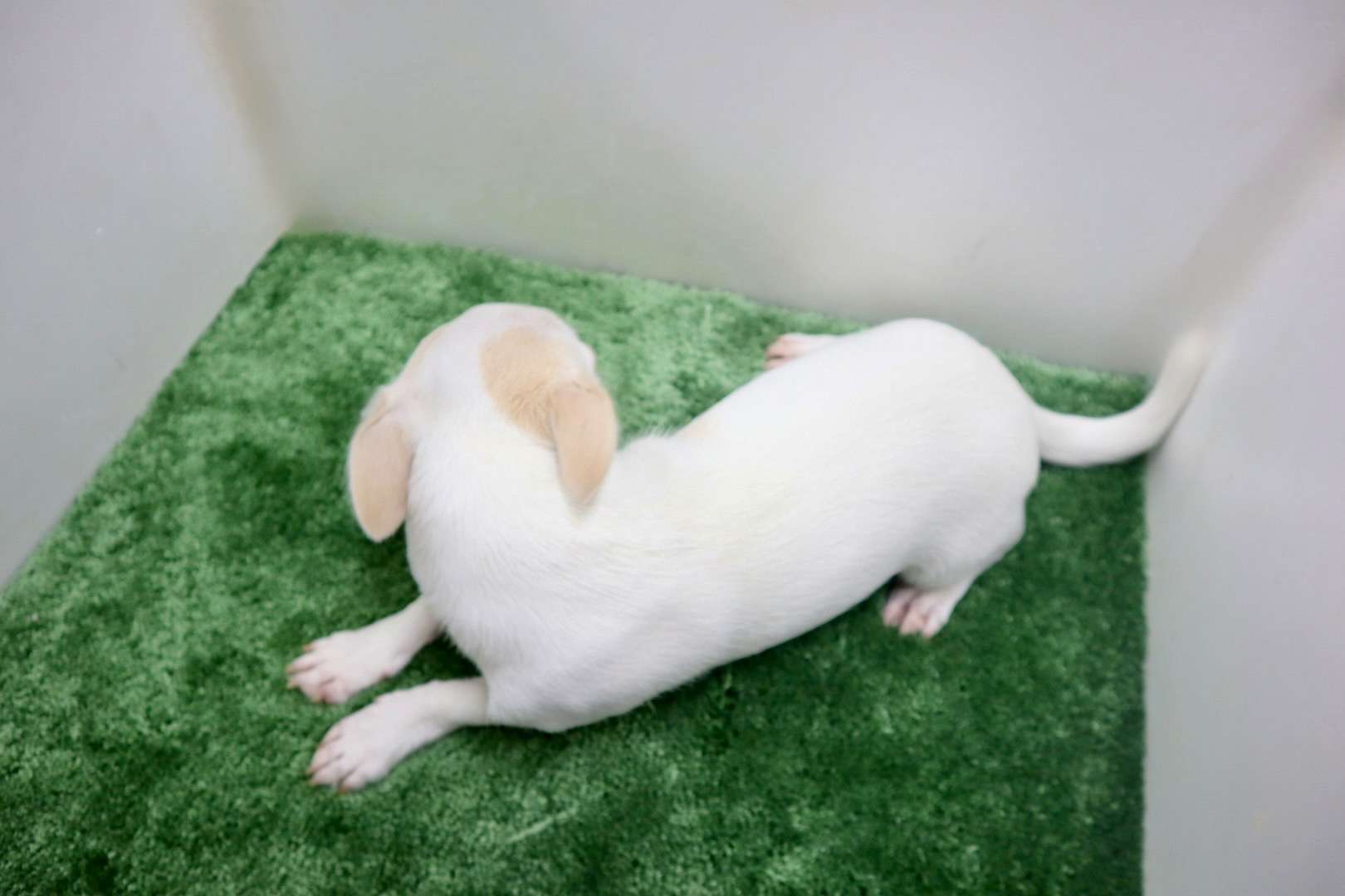 ♀スムースコートチワワ　¥110,000円（税込）