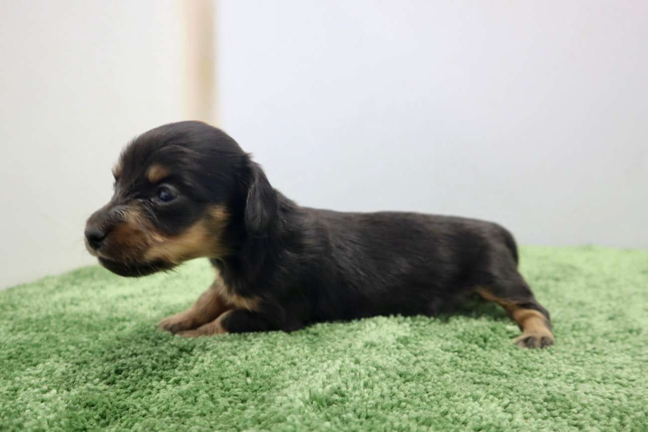 ♀ミニチュアダックスフンド　￥187,000(税込)