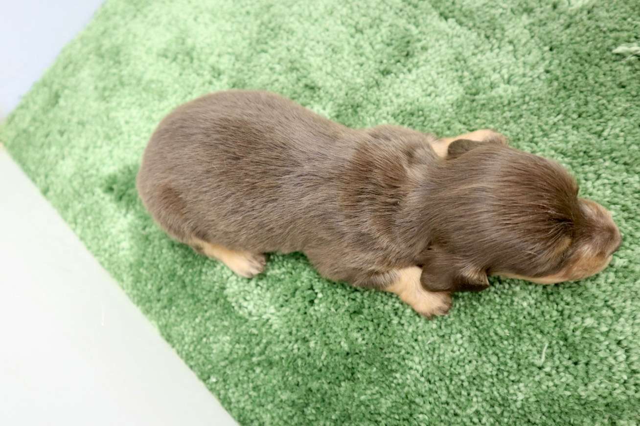 ♀ミニチュアダックスフンド　￥209,000(税込)