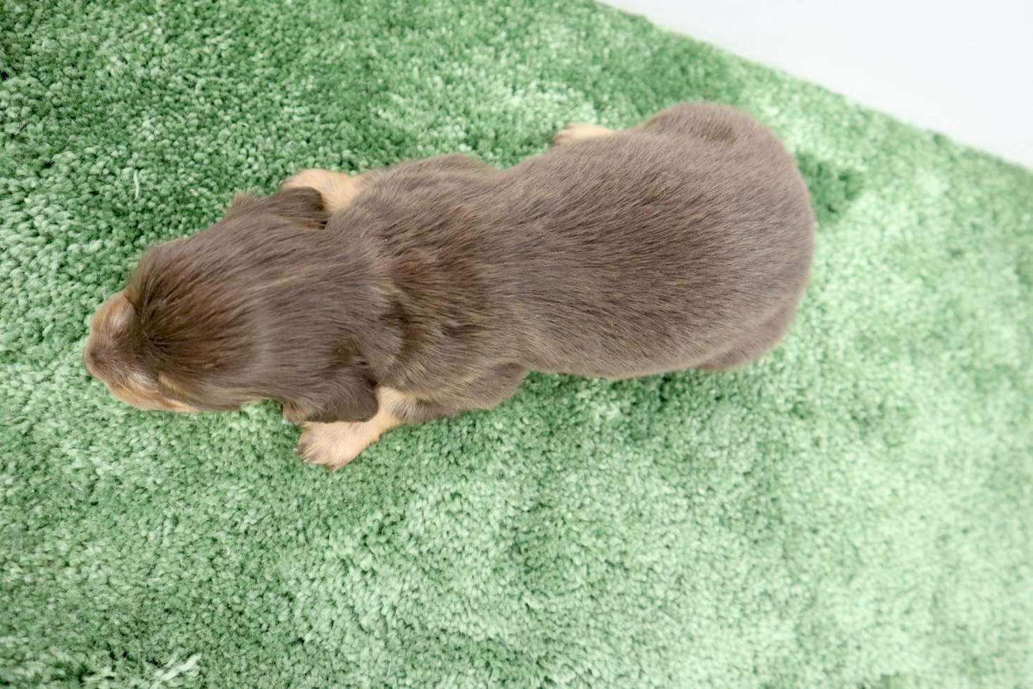 ♀ミニチュアダックスフンド　￥209,000(税込)