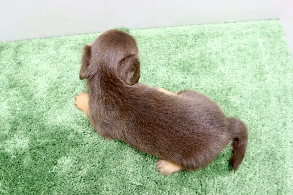 ♂ミニチュアダックスフンド　￥176,000(税込)
