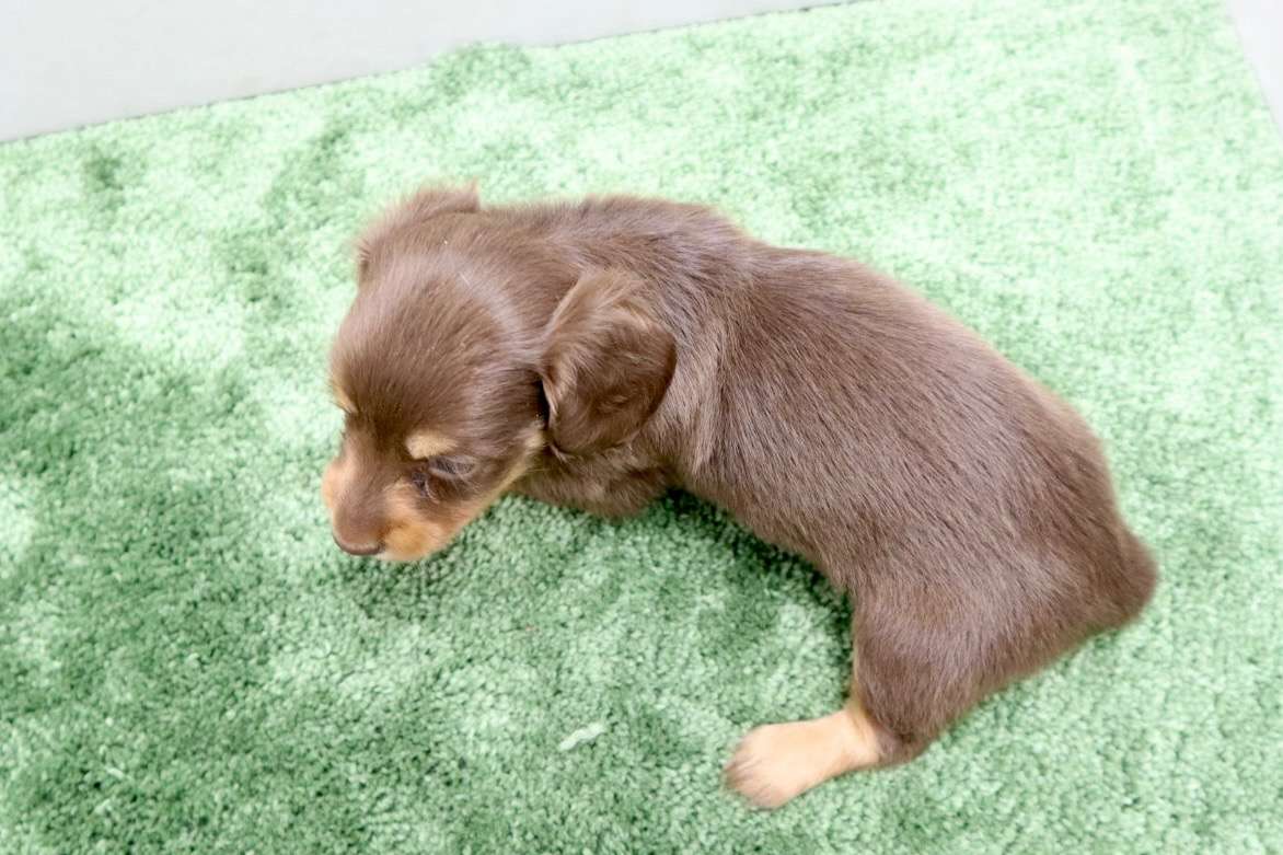 ♀ミニチュアダックスフンド　￥209,000(税込)