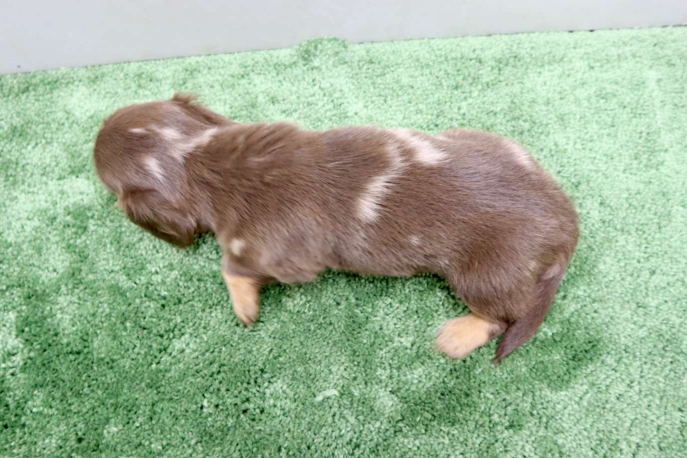 ♀ミニチュアダックスフンド　￥231,000(税込)