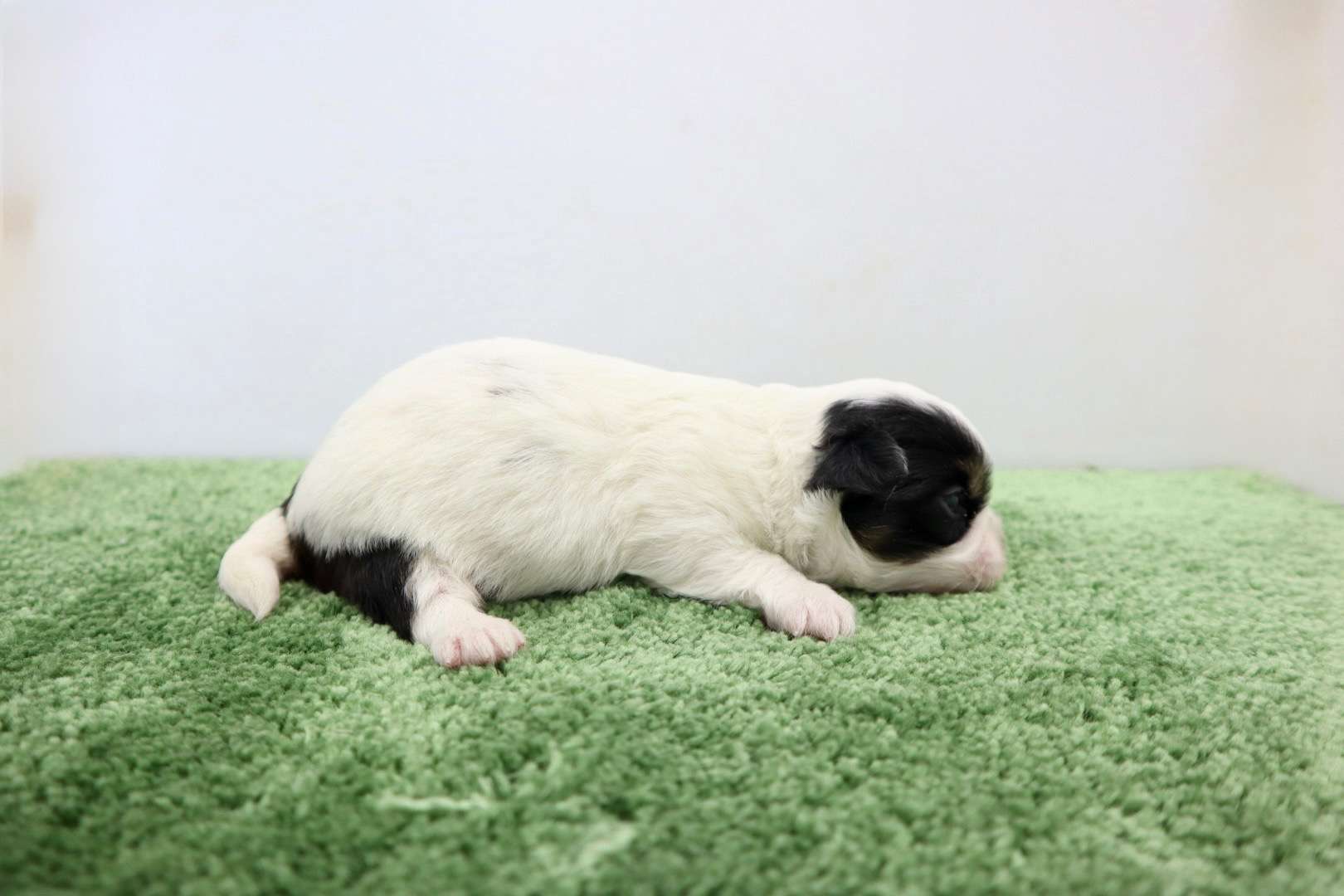 ♂ロングコートチワワ　￥165,000(税込)