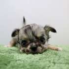 チワワの赤ちゃんご案内中です!